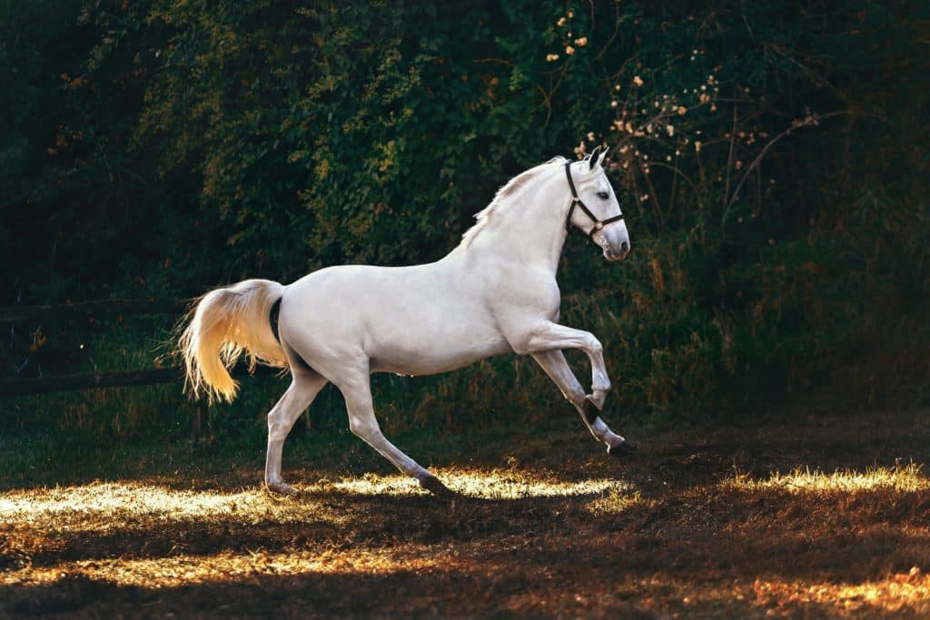 pexels-wildlittlethingsphoto-1996338