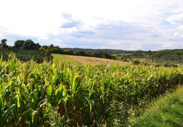 Les erreurs à éviter lors de la reprise d’une exploitation agricole