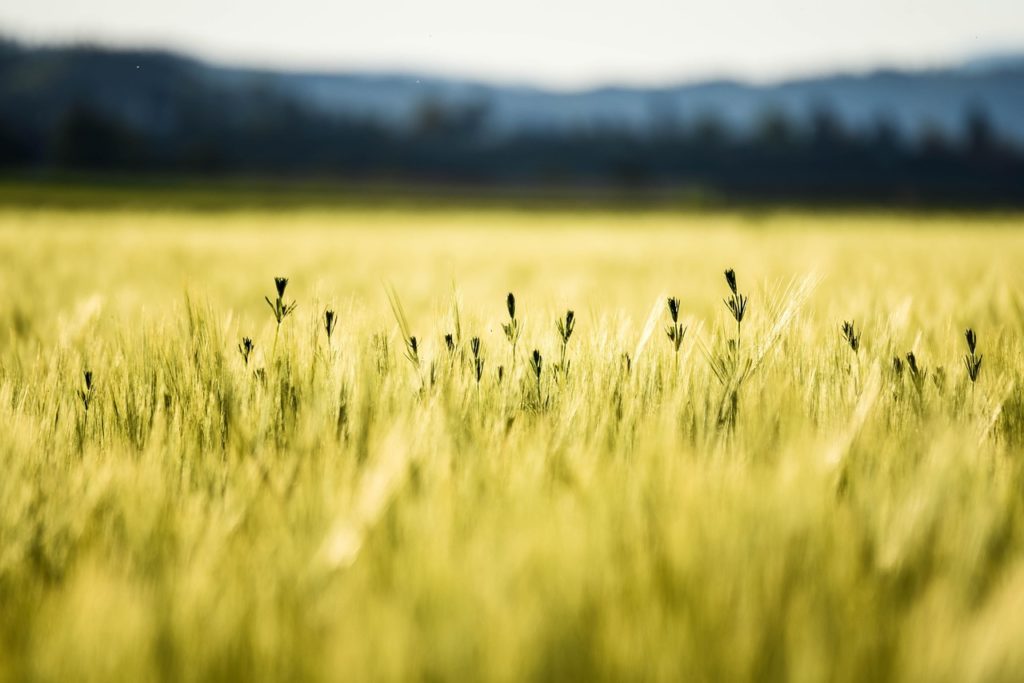 cornfield-5067210_1280