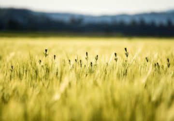 Reprendre une exploitation agricole : trouver une ferme à reprendre