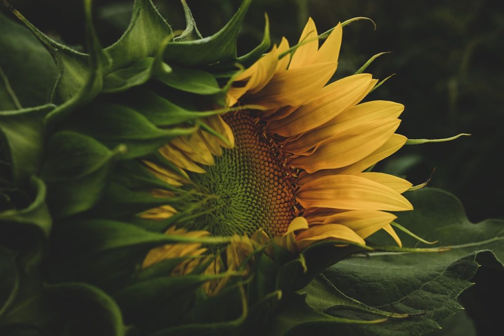 sunflower-8111909_1280
