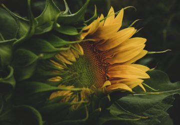 Les financements disponibles pour l’installation d’une exploitation agricole