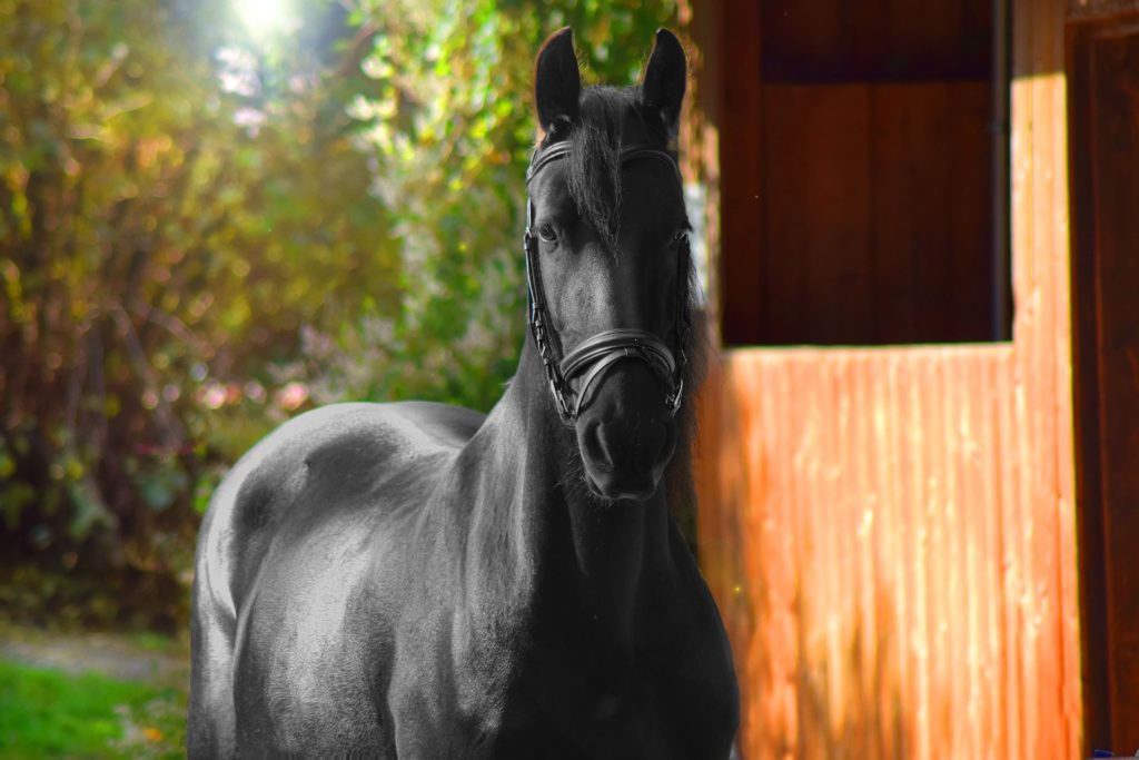 dw-lifestylefotografie-horse-1441289_1920