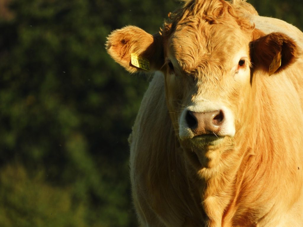 knipskaline-cow-6701639_1920