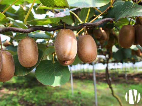 RARE: WEST FRANCE: Tree farm specialising in KIWI fruit