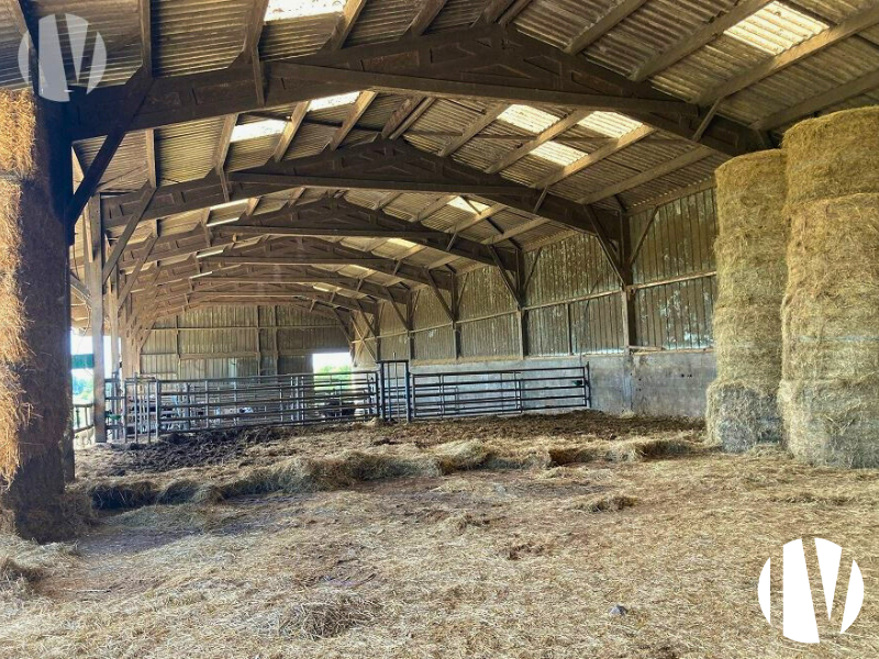 LOIRE ATLANTIQUE. Belle exploitation d’élevage bovin allaitant sur plus de 80 hectares - 