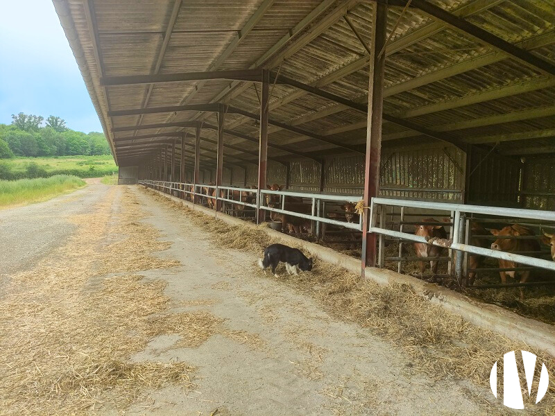 CHARENTE. Est Angoulême, exploitation bovins viande sur 270 hectares - 