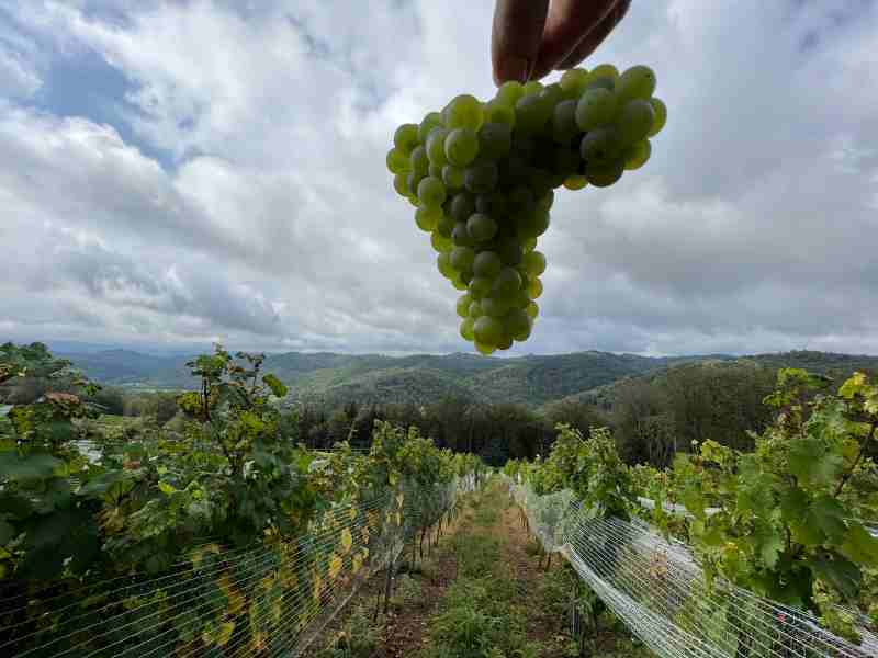 CORREZE : Nouveau vignoble ! - 