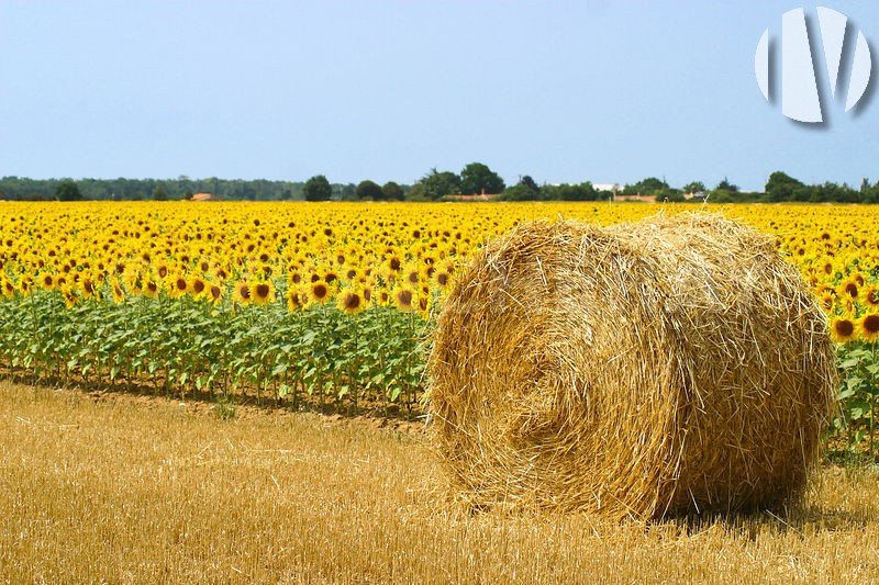 Dordogne. Exploitation céréalière de 183ha - 