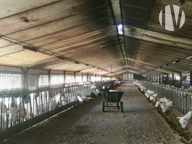VENDU EN 2025 – MAINE-ET-LOIRE, agréable exploitation caprine et bovin viande avec très bonne rentabilité - 