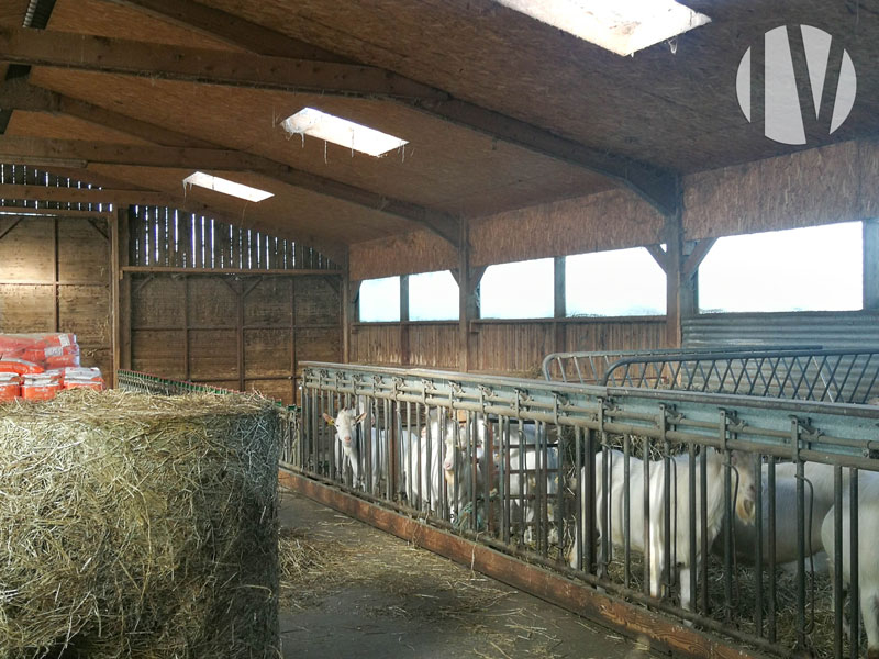 VENDU EN 2025 – MAINE-ET-LOIRE, agréable exploitation caprine et bovin viande avec très bonne rentabilité - 