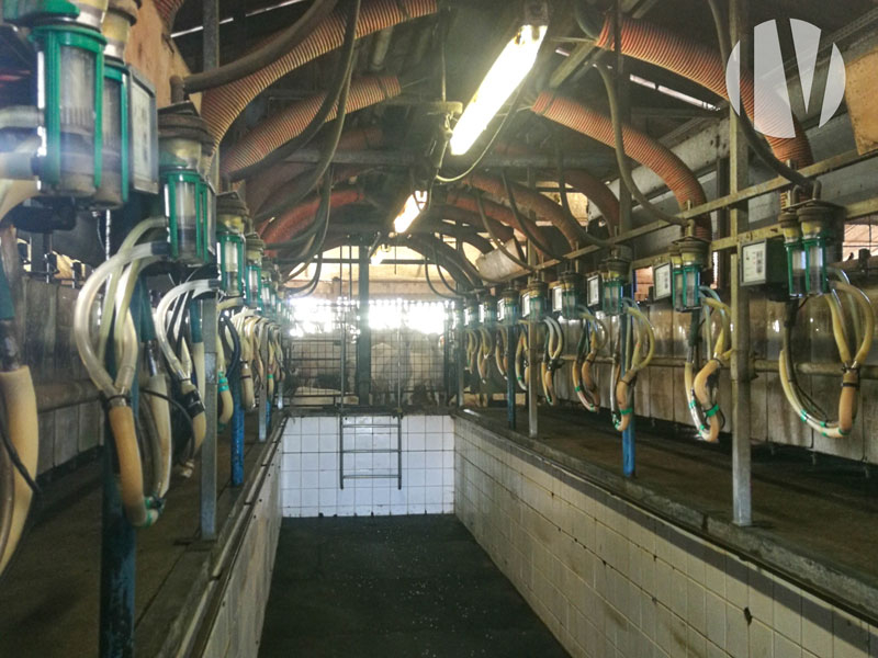 VENDU EN 2025 – MAINE-ET-LOIRE, agréable exploitation caprine et bovin viande avec très bonne rentabilité - 
