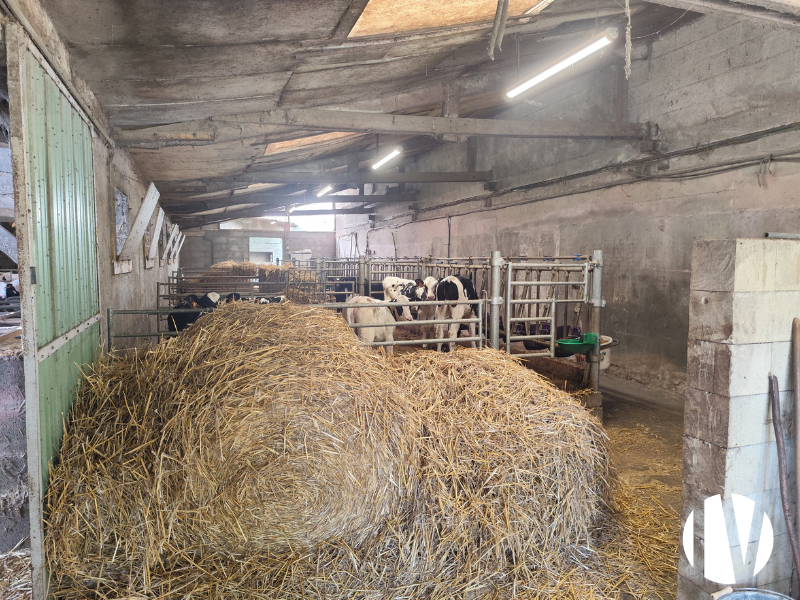 MORBIHAN – Exploitation laitière moderne de 130 hectares - 