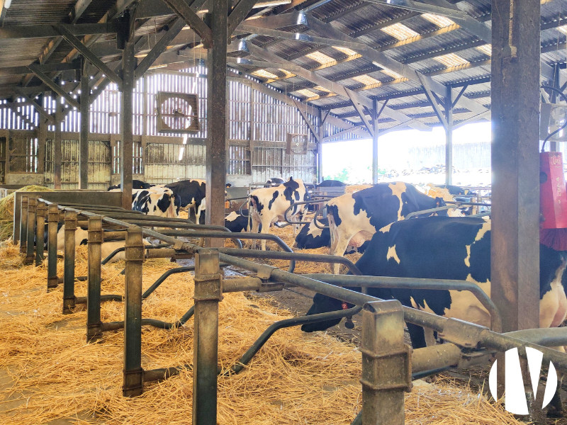 MAINE-ET-LOIRE, 660 000 litres sur 124 ha proche Angers - 