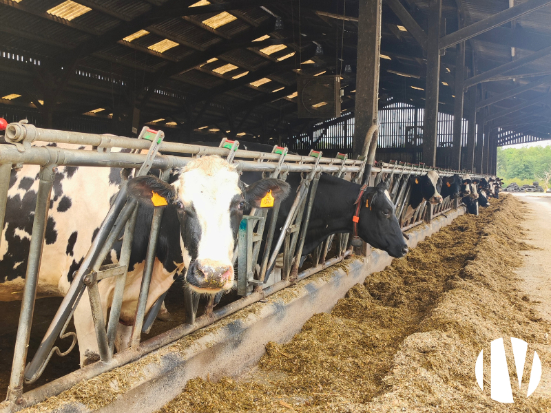 MAINE-ET-LOIRE, 660 000 litres sur 124 ha proche Angers - 