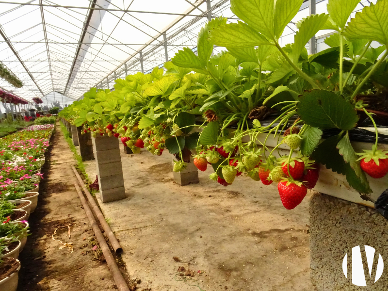 DROME PROVENCALE – Entreprise horticole et maraichère en vente directe. - 