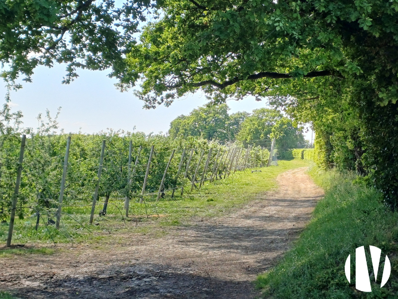 ILLE ET VILAINE – Exploitation maraîchère et arboricole sur 50ha, vente directe et cueillette. - 