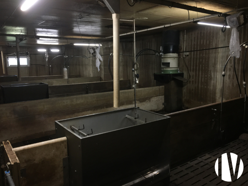 FINISTERE. Rare. Exploitation porcine, 1000 truies sur 4 sites. - 