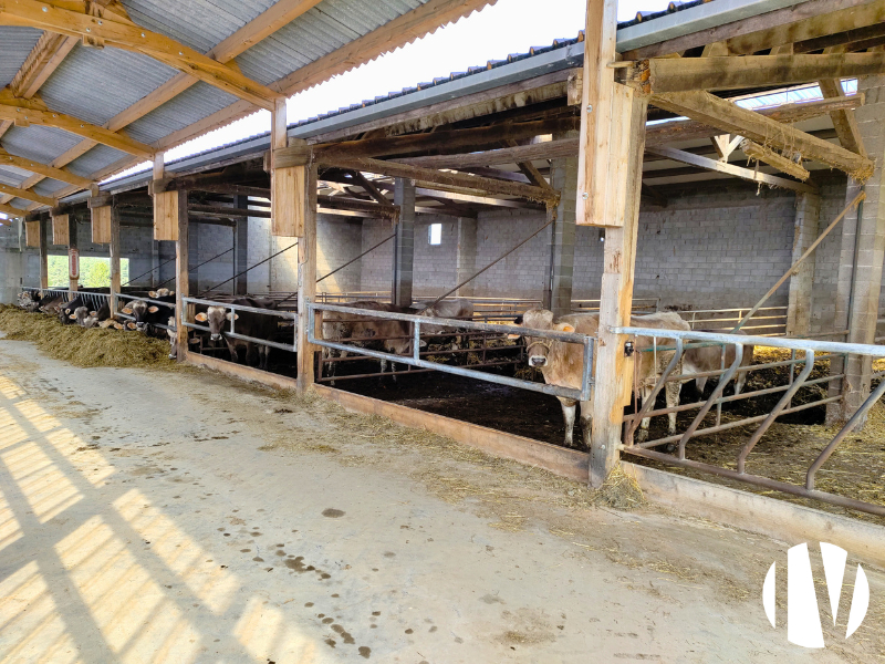 LOIRE, exploitation laitière sur 92ha de SAU groupés - 