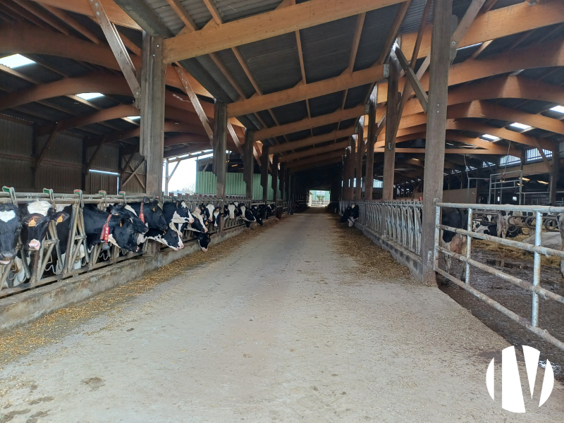 MAYENNE, très belle exploitation lait, viande et cultures sur 130 ha - 