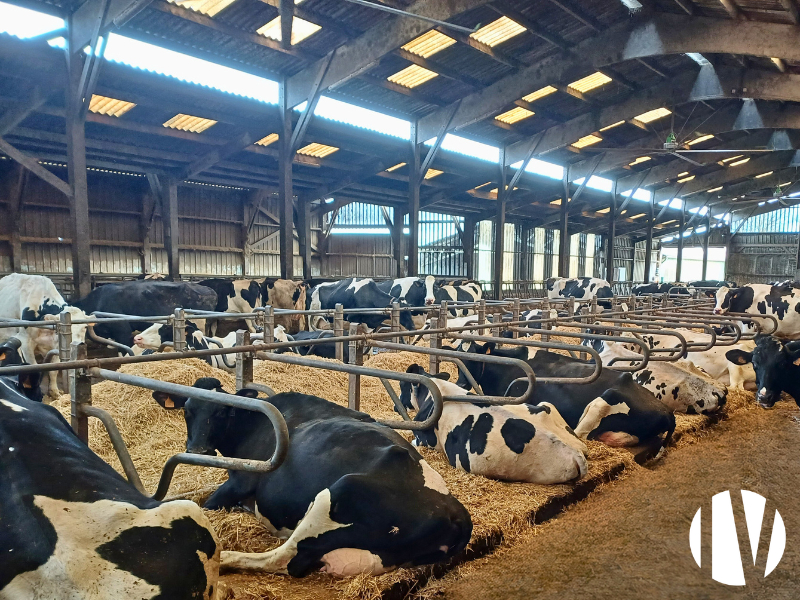 MAYENNE, très belle exploitation lait, viande et cultures sur 130 ha - 