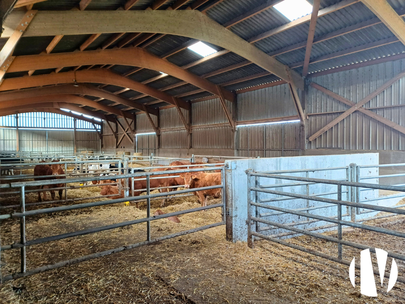 MAYENNE, très belle exploitation lait, viande et cultures sur 130 ha - 