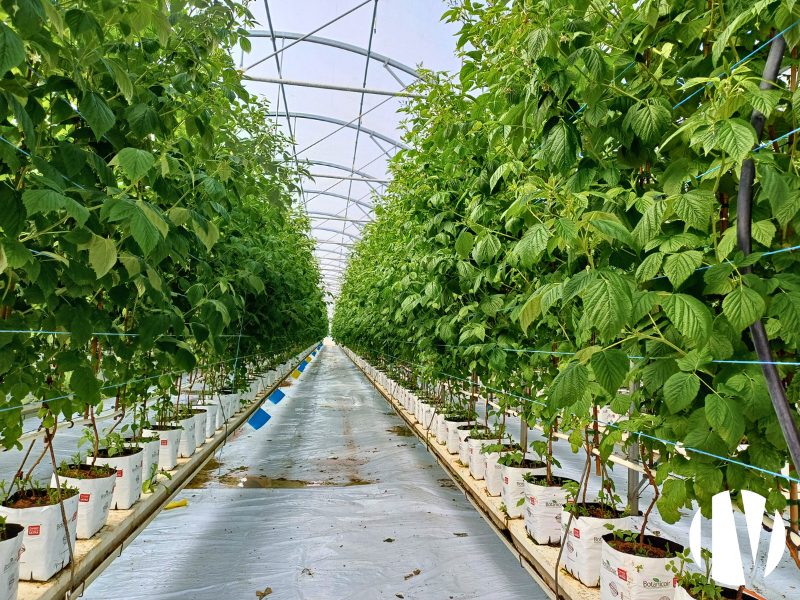 GRAND OUEST:  Exploitation en fruits rouges et autres productions – Sites rares et complets à vendre -