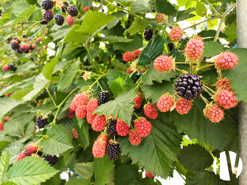 GRAND OUEST:  Exploitation en fruits rouges et autres productions – Sites rares et complets à vendre -