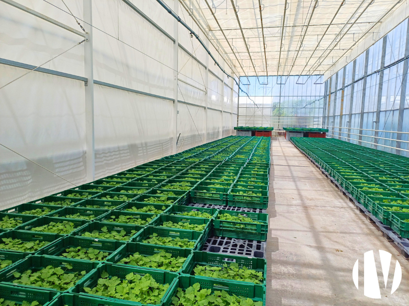 GRAND OUEST:  Exploitation en fruits rouges et autres productions – Sites rares et complets à vendre -