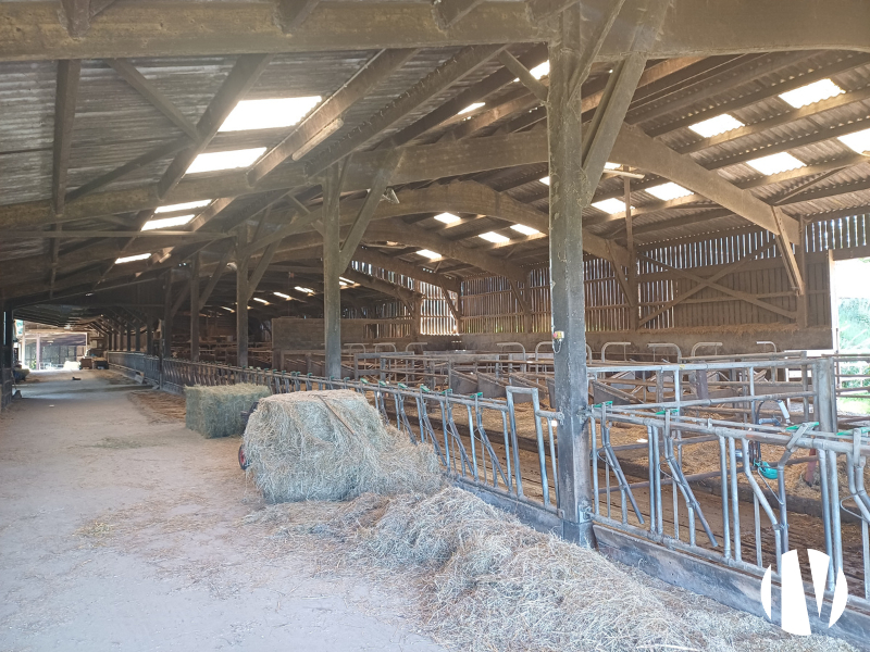 MANCHE – Dairy farm on 57 hectares - 