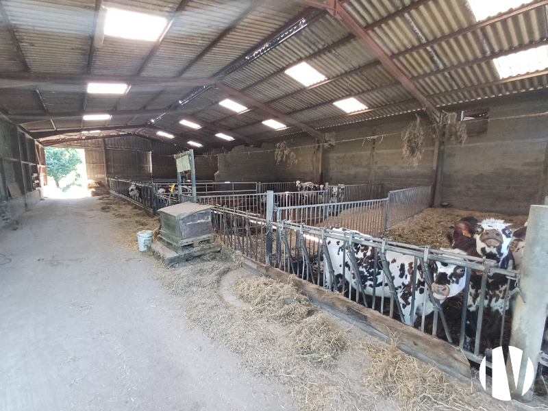 MANCHE – Dairy farm on 57 hectares - 