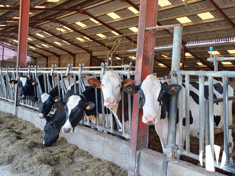 Loire-Atlantique, belle exploitation laitière avec un parcellaire d’un bloc sur 63 hectares - 