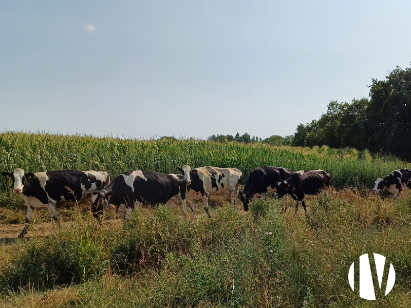 Loire-Atlantique, belle exploitation laitière avec un parcellaire d’un bloc sur 63 hectares - 