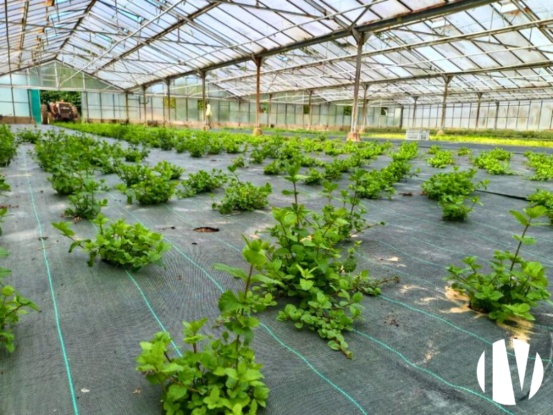 Vendée – Exploitation de plantes aromatiques - 
