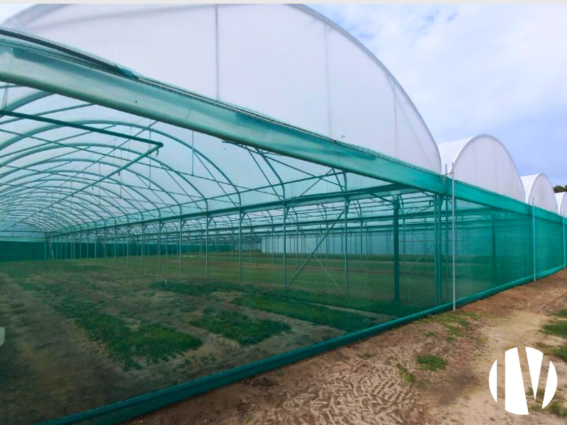 Vendée – Exploitation de plantes aromatiques - 