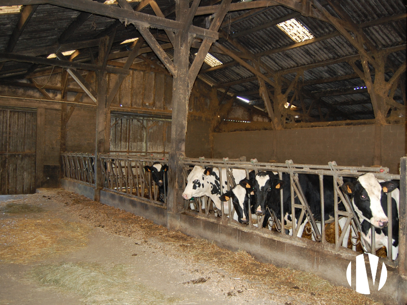 FINISTERE – Exploitation laitière et engraissement sur 100 hectares - 