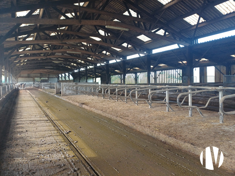 MANCHE – Exploitation laitière à taille humaine au coeur de la Manche - 