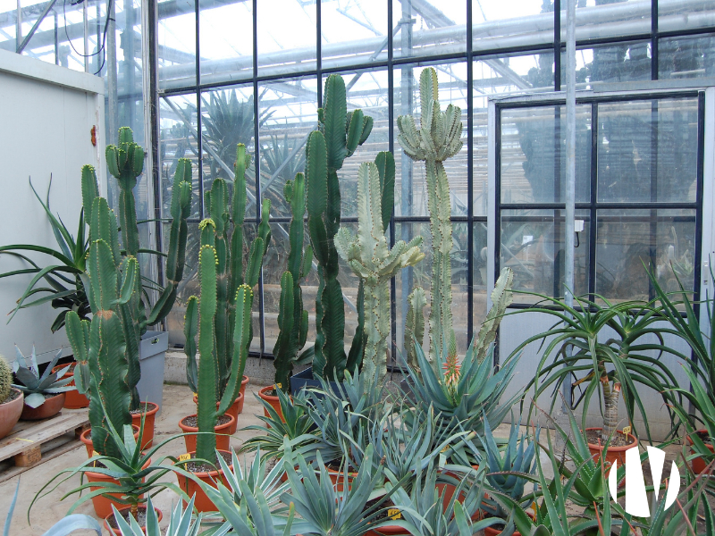 FINISTERE – Exploitation horticole d’exception - 