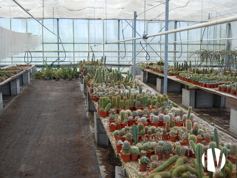 FINISTERE – Exploitation horticole d’exception - 