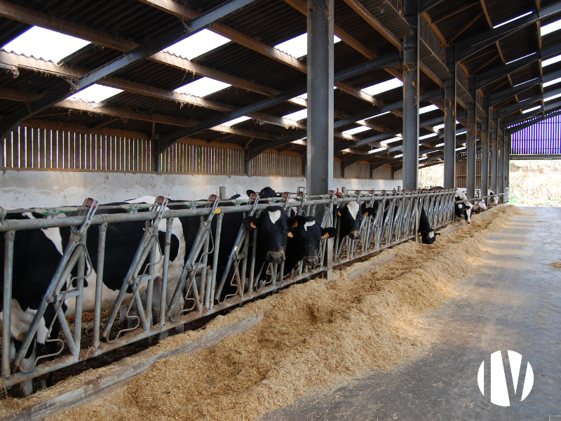 FINISTERE – Exploitation laitière 2 200 000 litres sur 232 ha de SAU - 