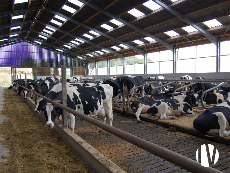 FINISTERE – Exploitation laitière 2 200 000 litres sur 232 ha de SAU - 