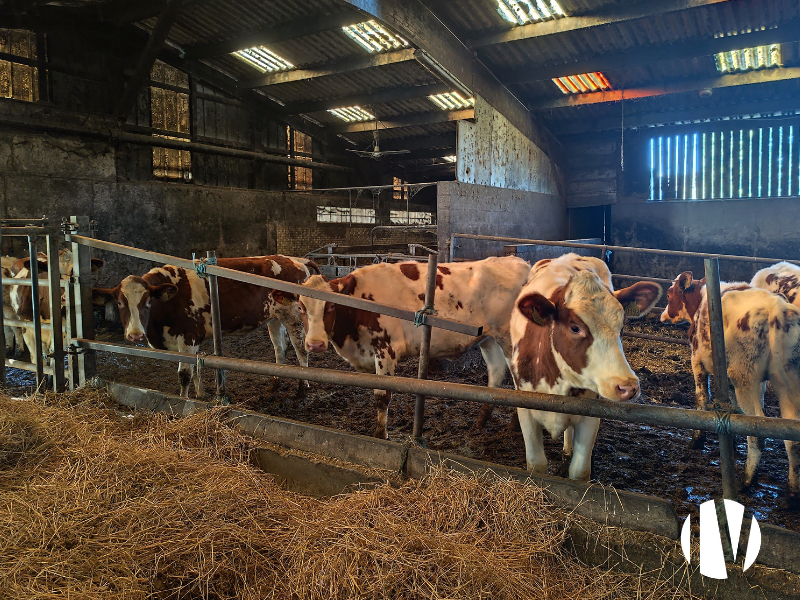 CENTRE MORBIHAN – Exploitation laitière de 100 hectares de surface PAC - 