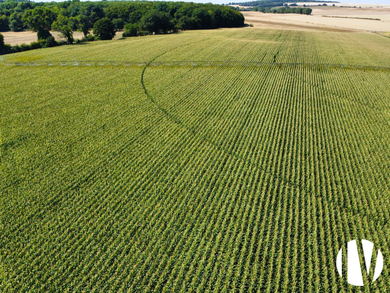 CHER – 150ha en Champagne Berrichonne avec joli corps de ferme - 