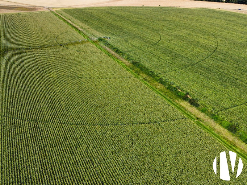 CHER – 150ha en Champagne Berrichonne avec joli corps de ferme - 