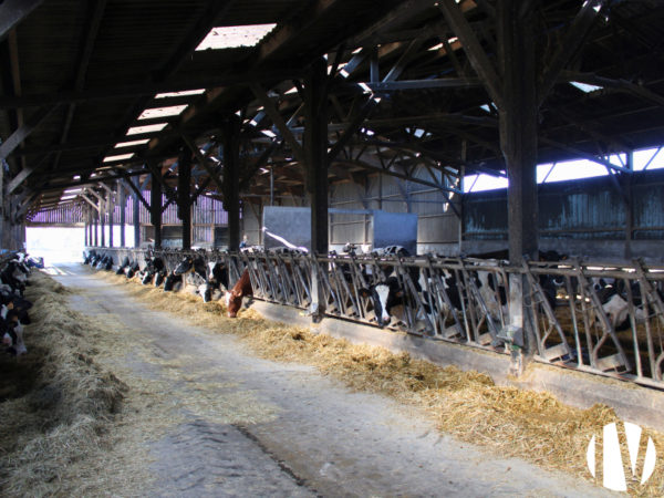 MORBIHAN – Exploitation laitière robotisée sur une surface PAC de 205 hectares