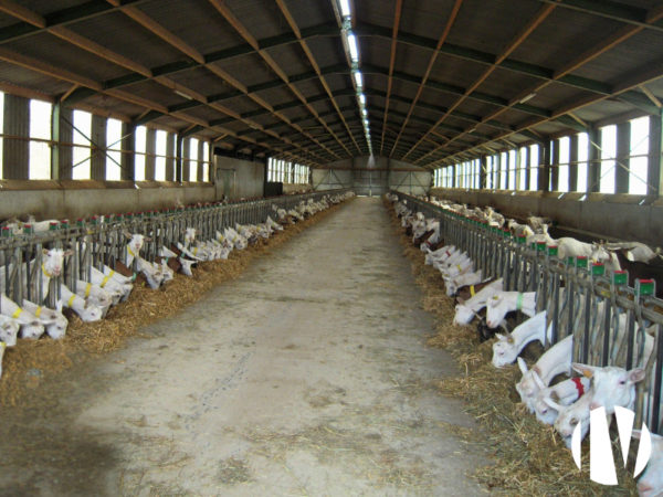 Loire-Atlantique, mooie, efficiënte en winstgevende geitenboerderij op 70 hectare.