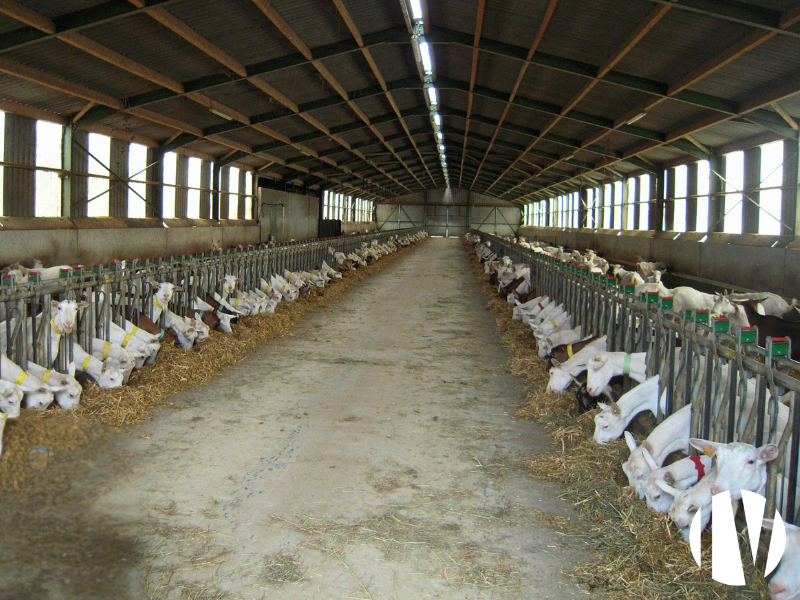 Loire-Atlantique, belle exploitation caprine performante et rentable sur 70 hectares