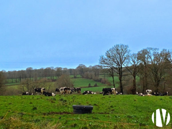 Morbihan- Dairy farm producing around 590,000 litres of milk.