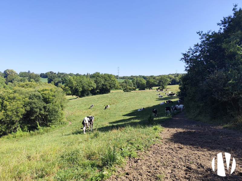 Morbihan- Melkveebedrijf met ongeveer 590.000 liter melk.