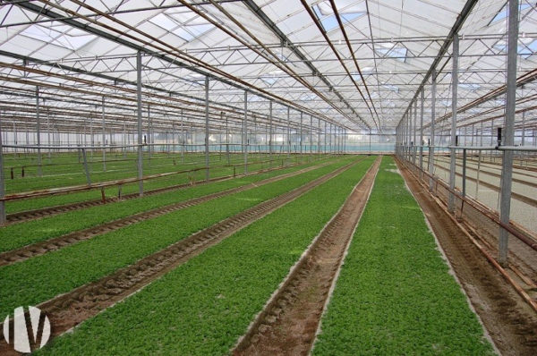 FINISTERE. Production de mâche sous abris et plein champs